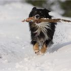 Hund oder doch Kragenbär?