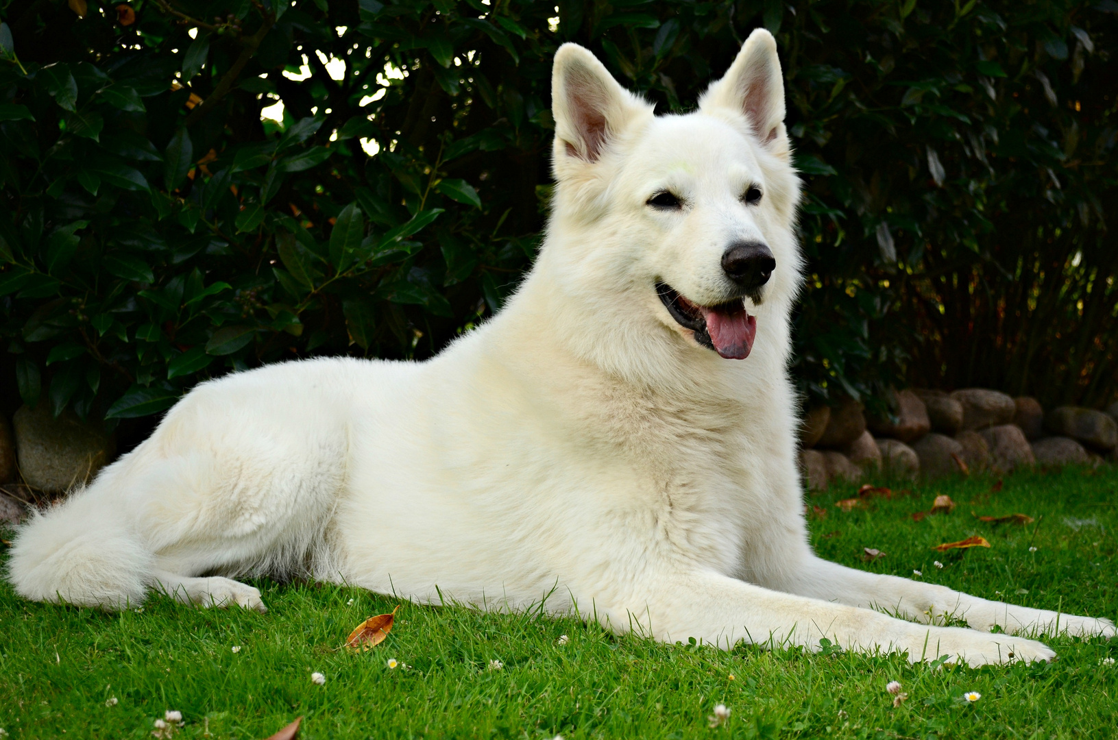 Hund oder Eisbär ? :)