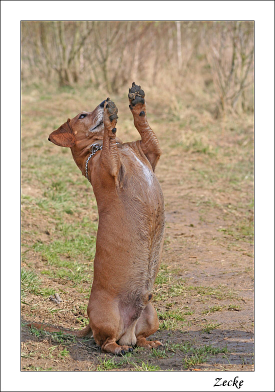 Hund oder Erdmännchen