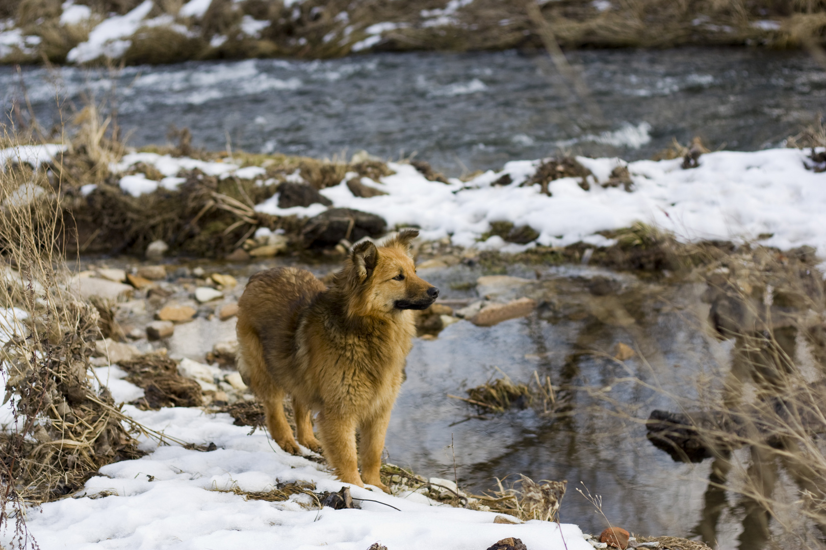 Hund oder Fuchs?