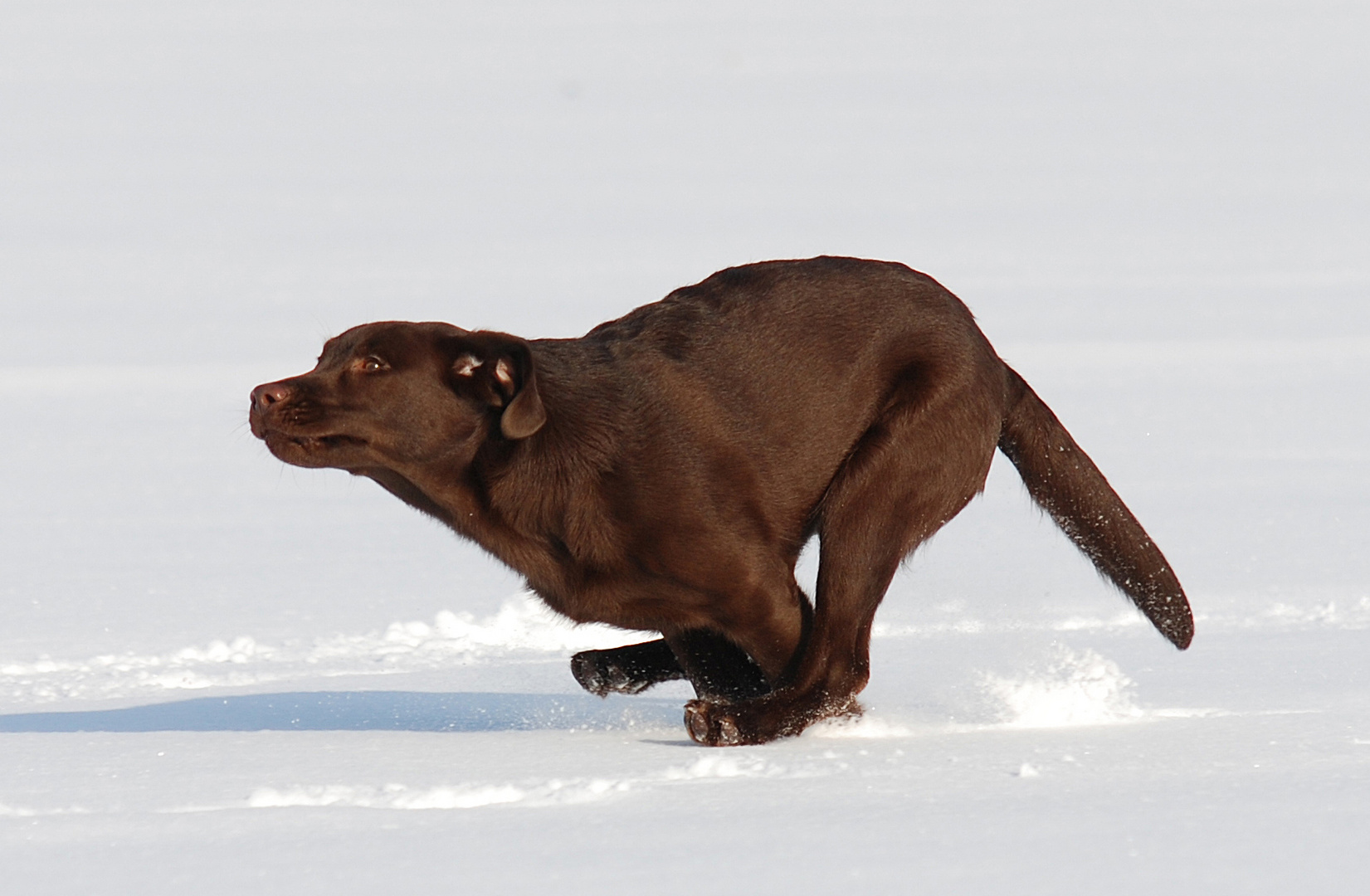 Hund oder Känguru?