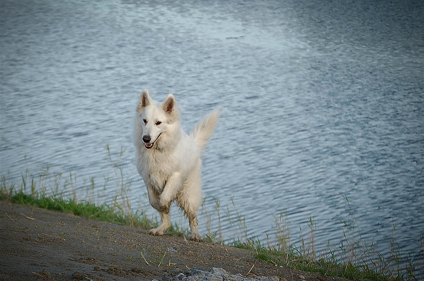 Hund oder Känguru...?