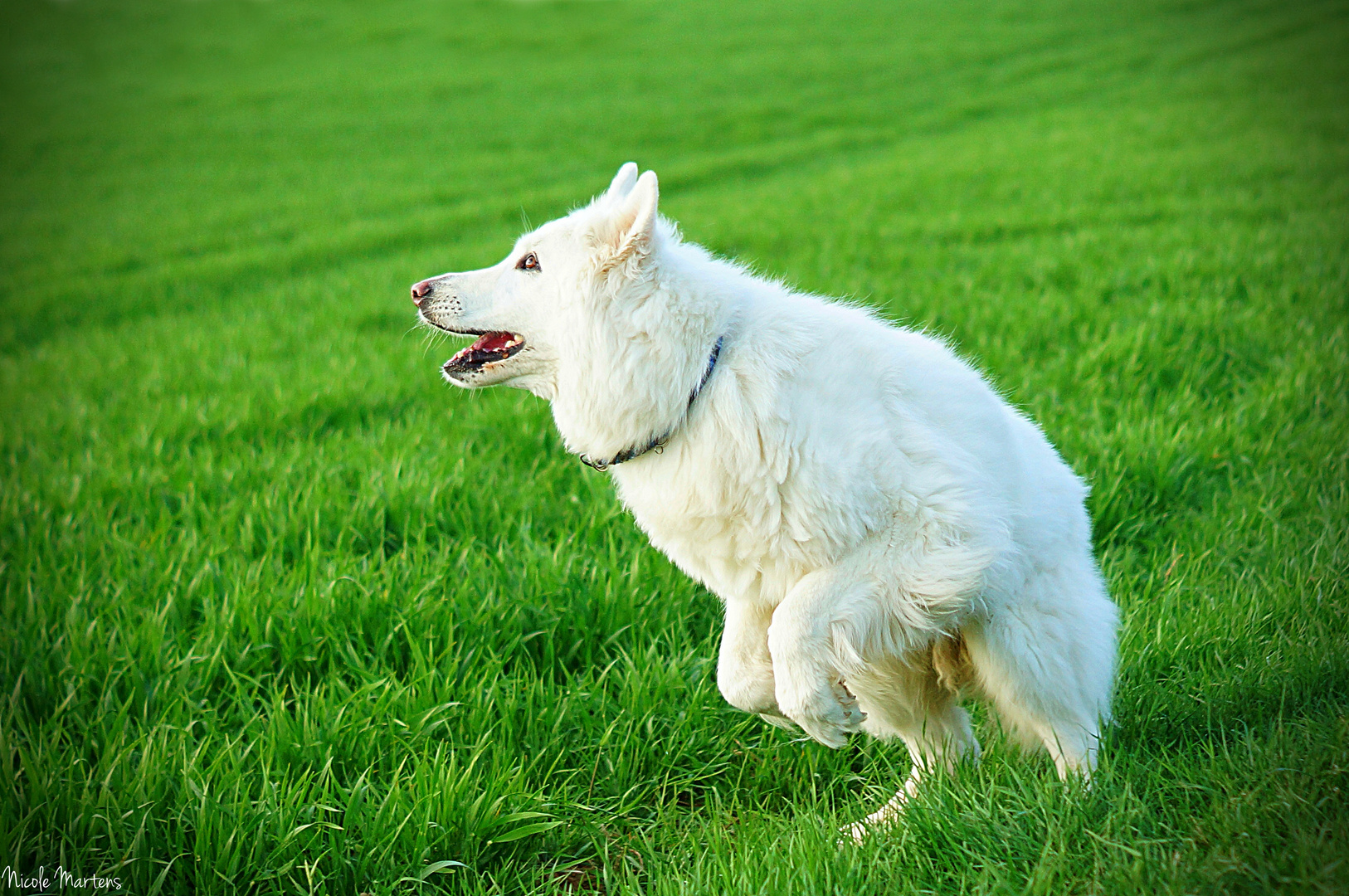 Hund oder Känguru? War mir da nicht sicher :-)