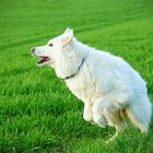 Hund oder Känguru? War mir da nicht sicher :-)