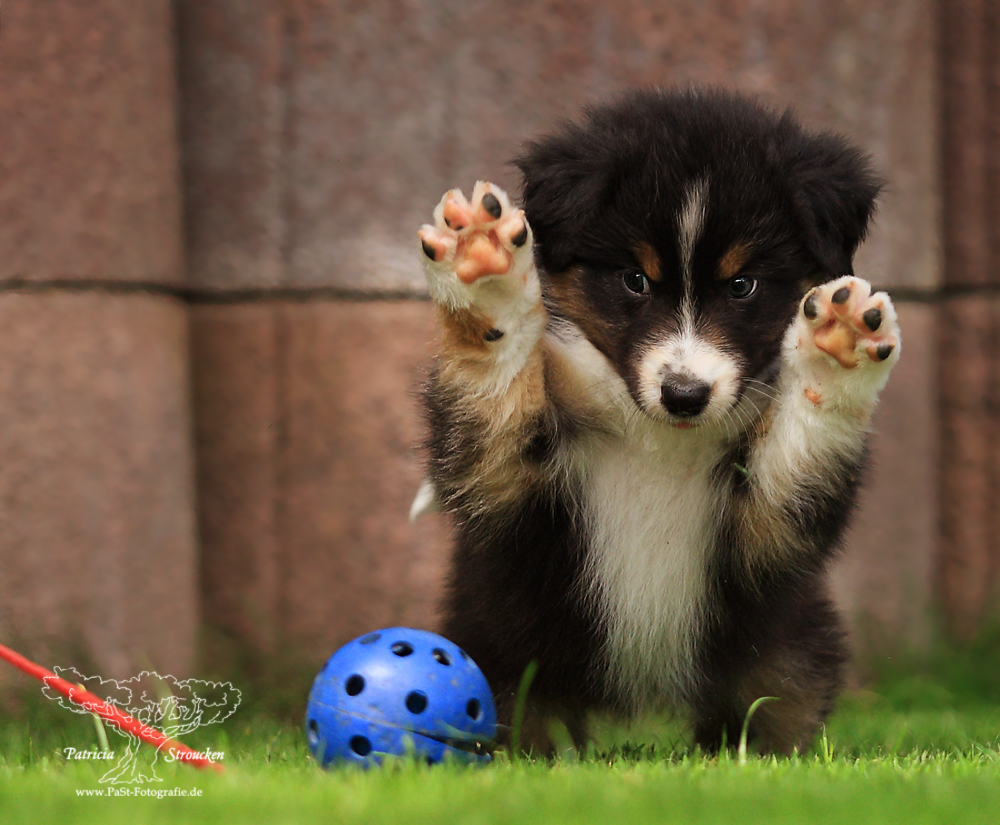 Hund oder Katze?