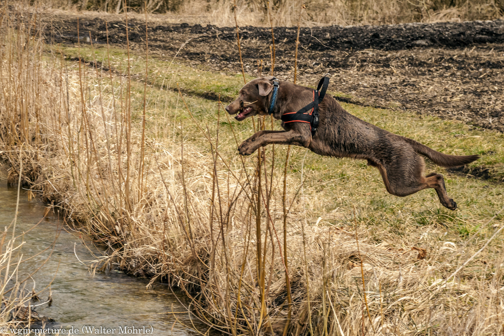 Hund oder Springbock? 