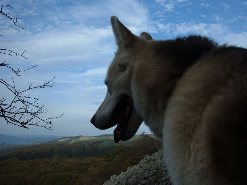 Hund oder Wolf?