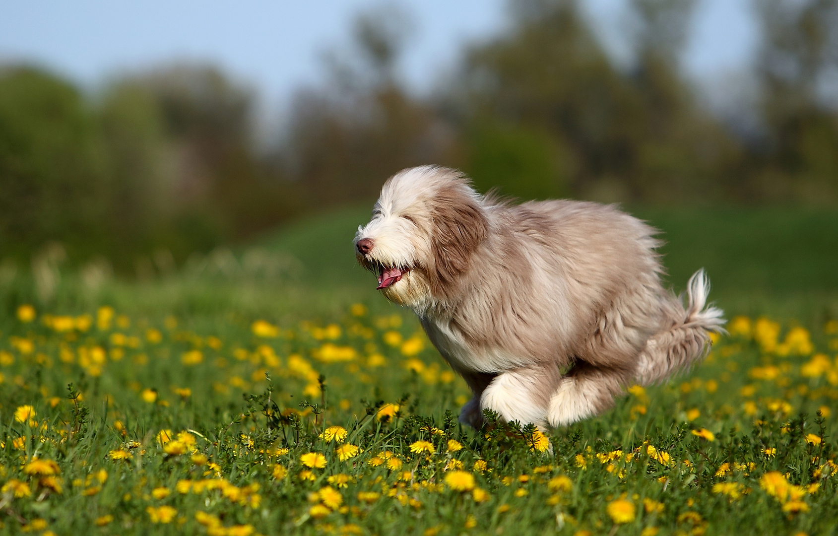 Hund ohne Augen