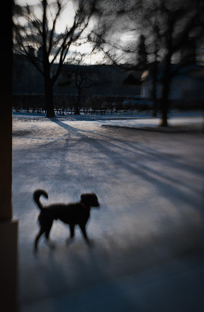 Hund ohne Hippo