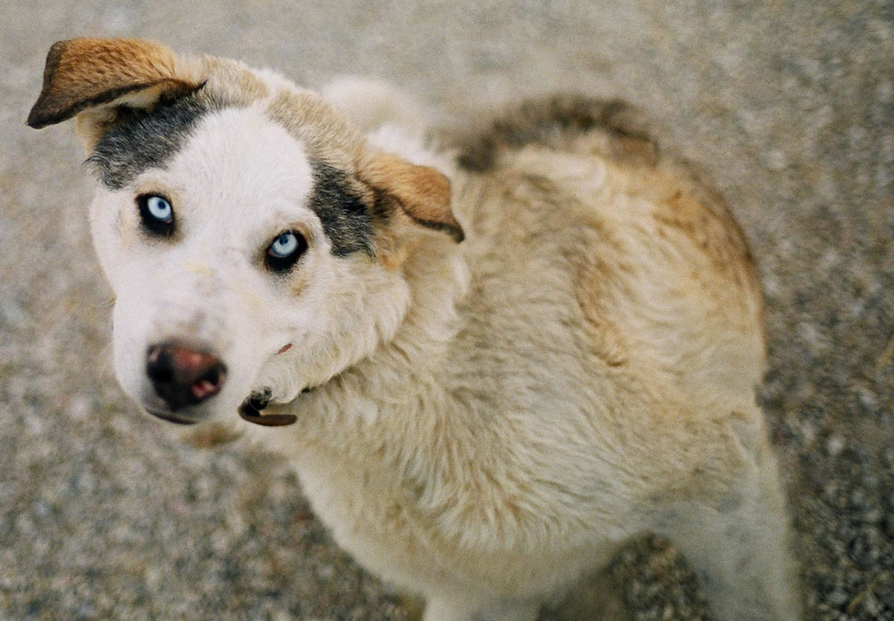 Hund ohne Name‚ hört eh nich`