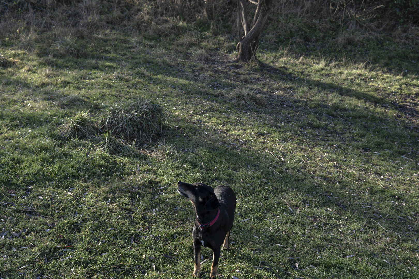 Hund olfaktiert gegen die Sonne.