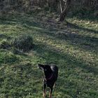 Hund olfaktiert gegen die Sonne.