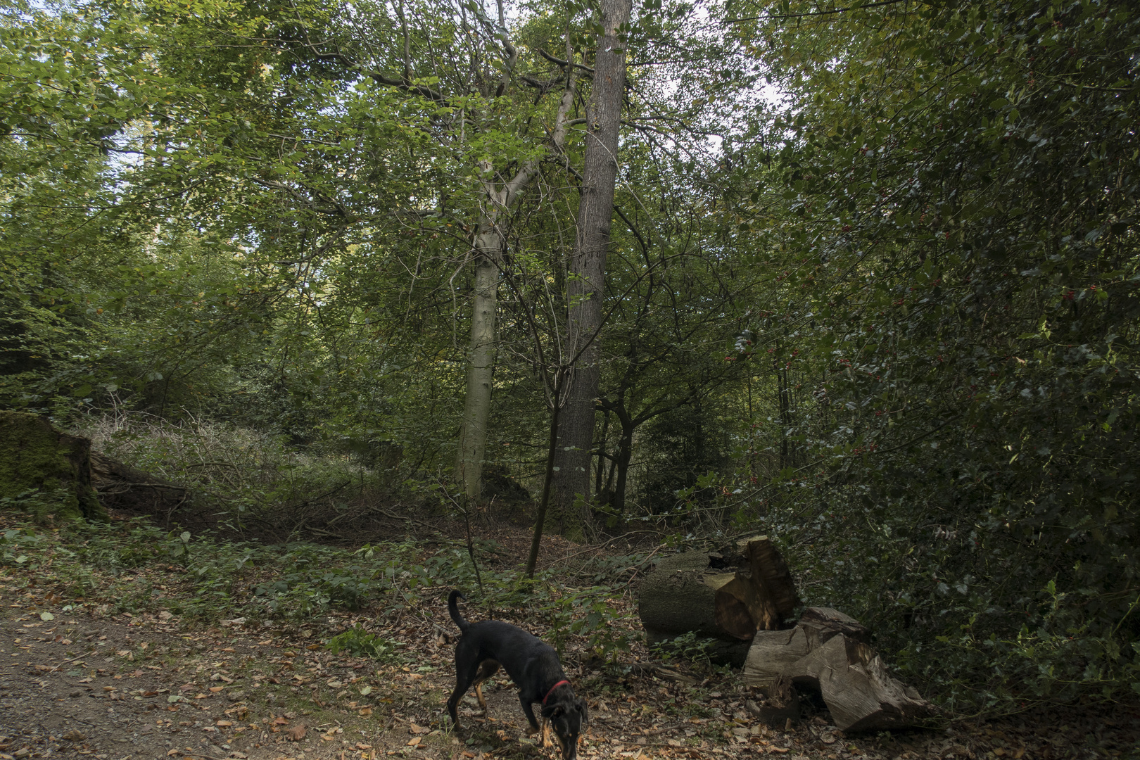 Hund, olfaktorisch durch Wald beeinflusst.