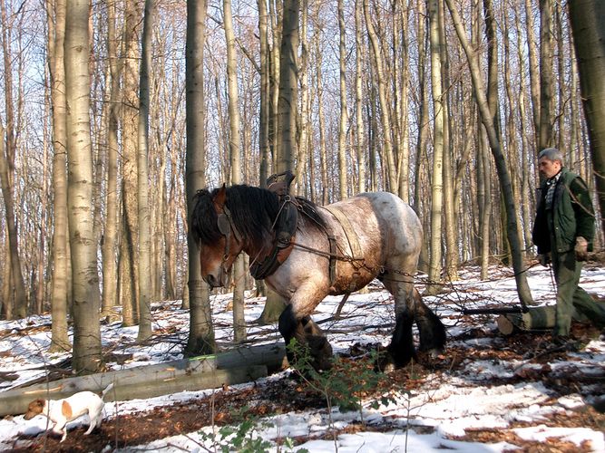 Hund, Pferd und Mensch arbeiten gemeinsam im Wald