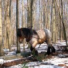 Hund, Pferd und Mensch arbeiten gemeinsam im Wald