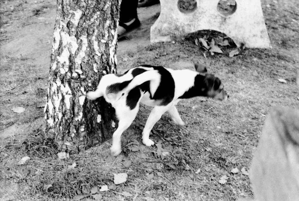 Hund pisst an Baum