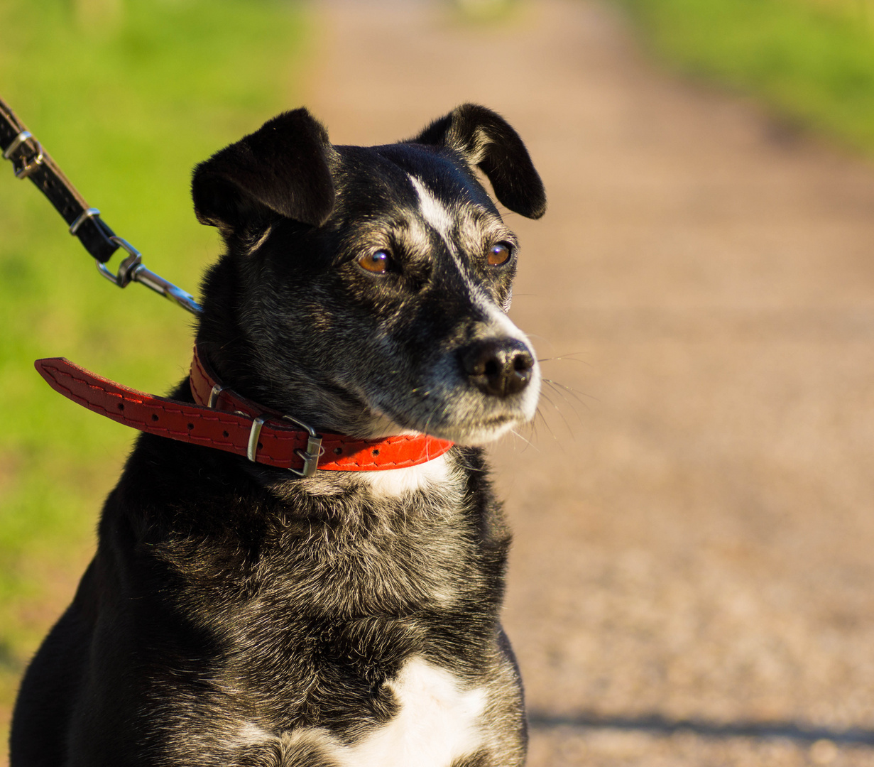 Hund Porträt