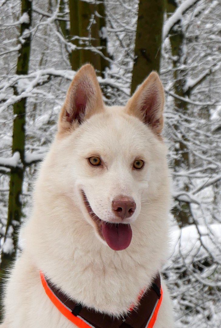 Hund Portrait