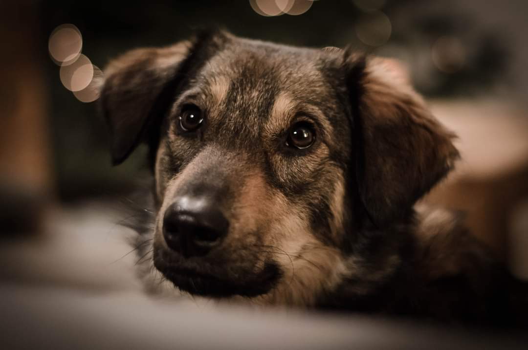 Hund Portrait 