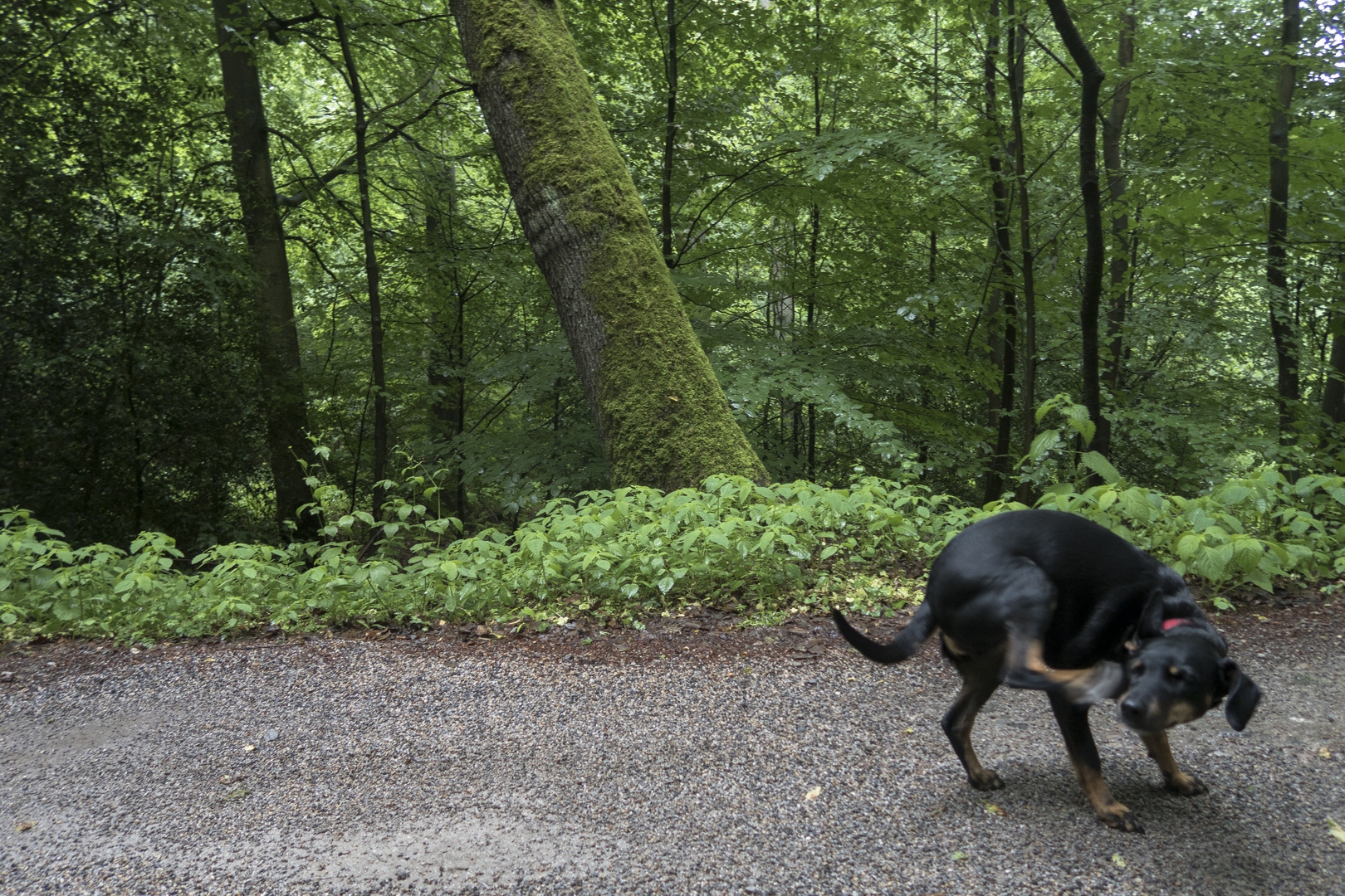 Hund reagiert mit unverständlicher Handlung auf Aussage sie würde im internet zur Schau gestellt..