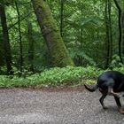 Hund reagiert mit unverständlicher Handlung auf Aussage sie würde im internet zur Schau gestellt..