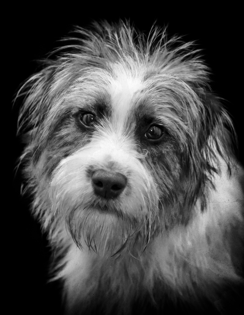 hund löwenmähne