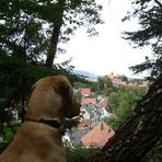 Hund .. schau ins Land