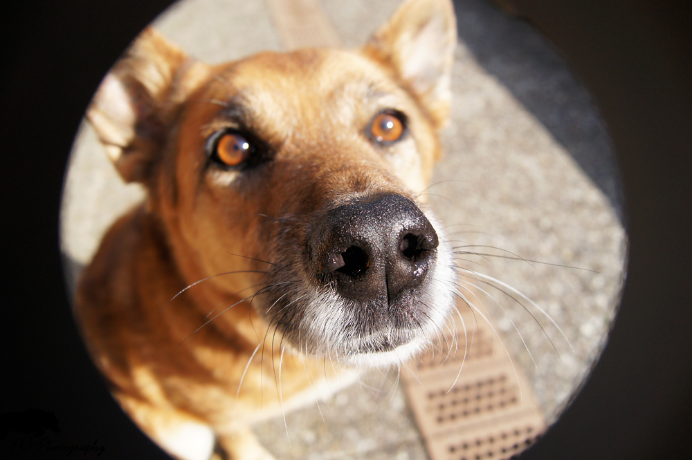 Hund schaut in die Kamera