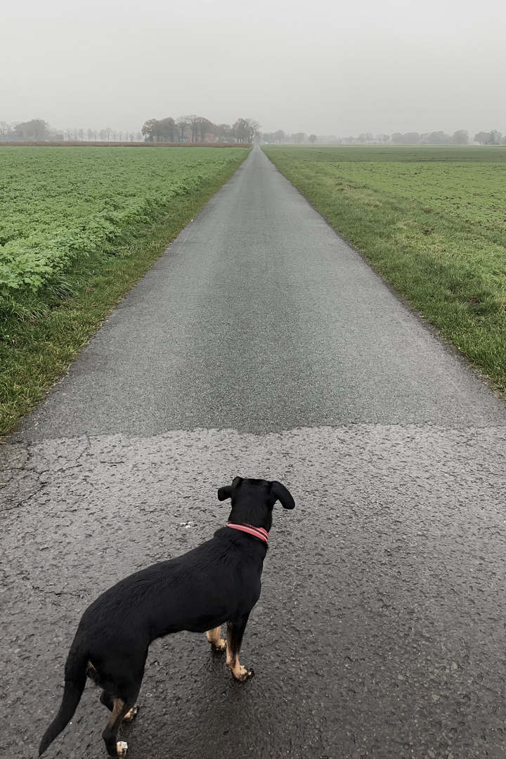 Hund schaut in die vorgegebene Richtung. 