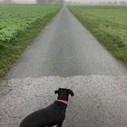 Hund schaut in die vorgegebene Richtung. 