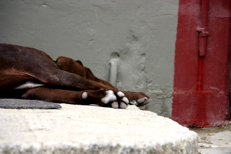 hund schläft auf kaltem boden