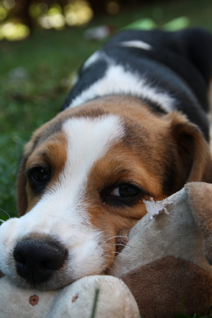 Hund schmust mit Kuscheltier