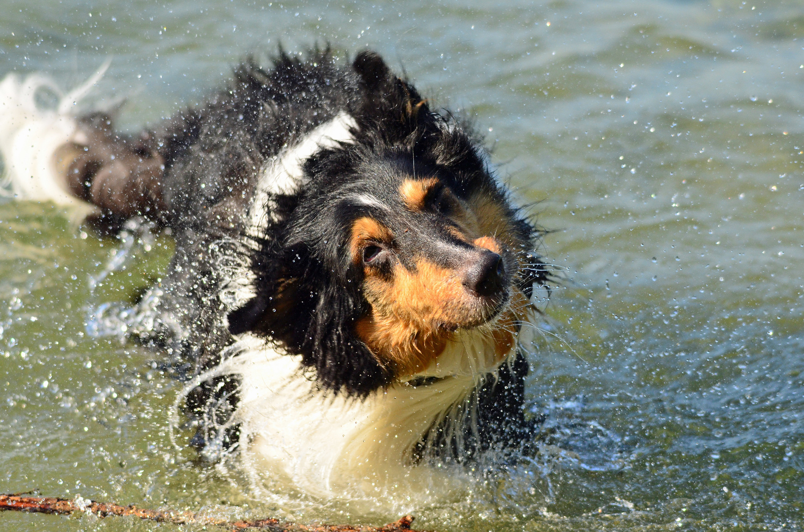 Hund schüttel dich.............