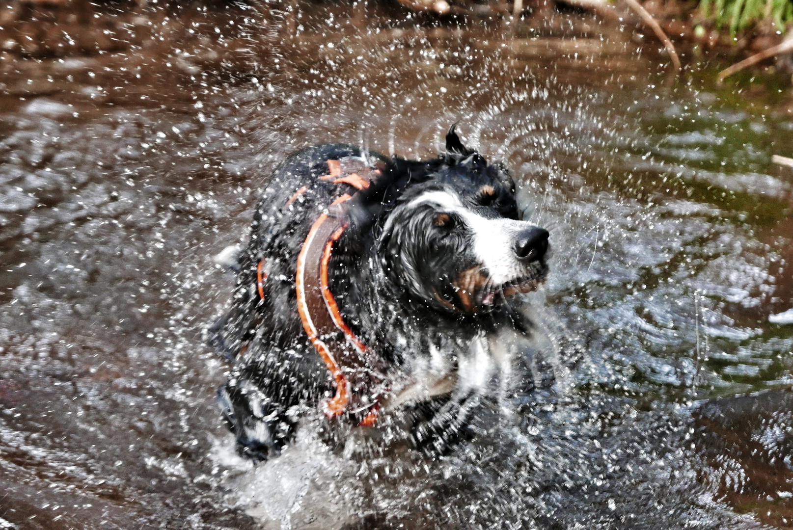 Hund schüttelt sich Foto & Bild tiere, haustiere, hunde Bilder auf