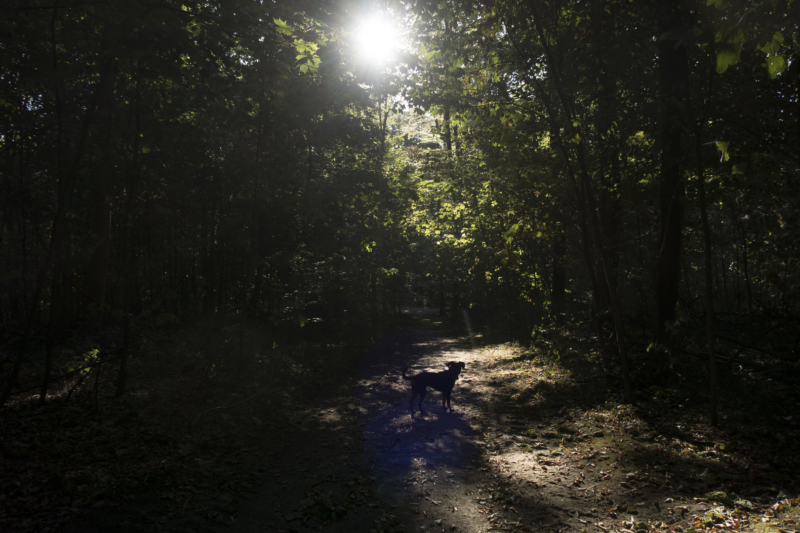 Hund, schwarz, in Schatten und Sonne.