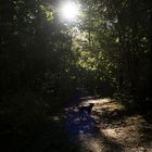 Hund, schwarz, in Schatten und Sonne.