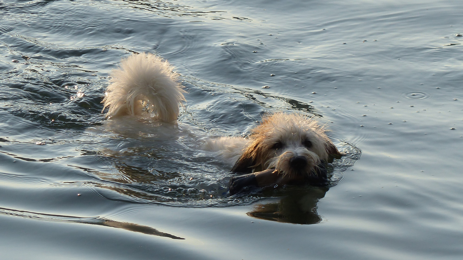 Hund; schwimmend