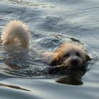 Hund; schwimmend