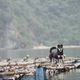 Hund - Schwimmende Drfer - LanHa Bay