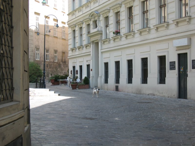 Hund sein in Wien