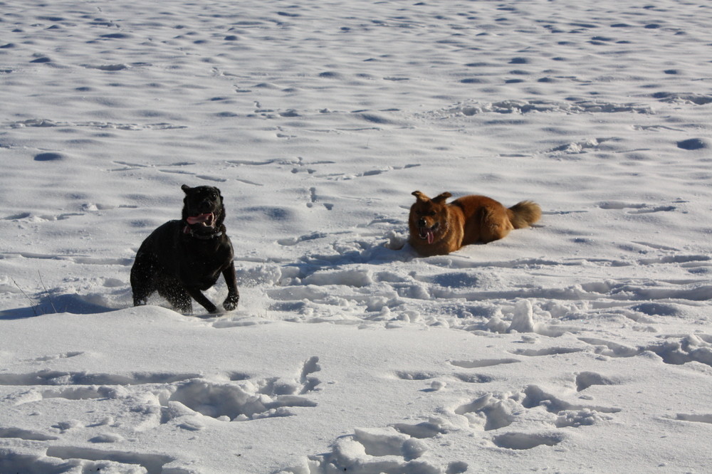 Hund sein kann so schön sein