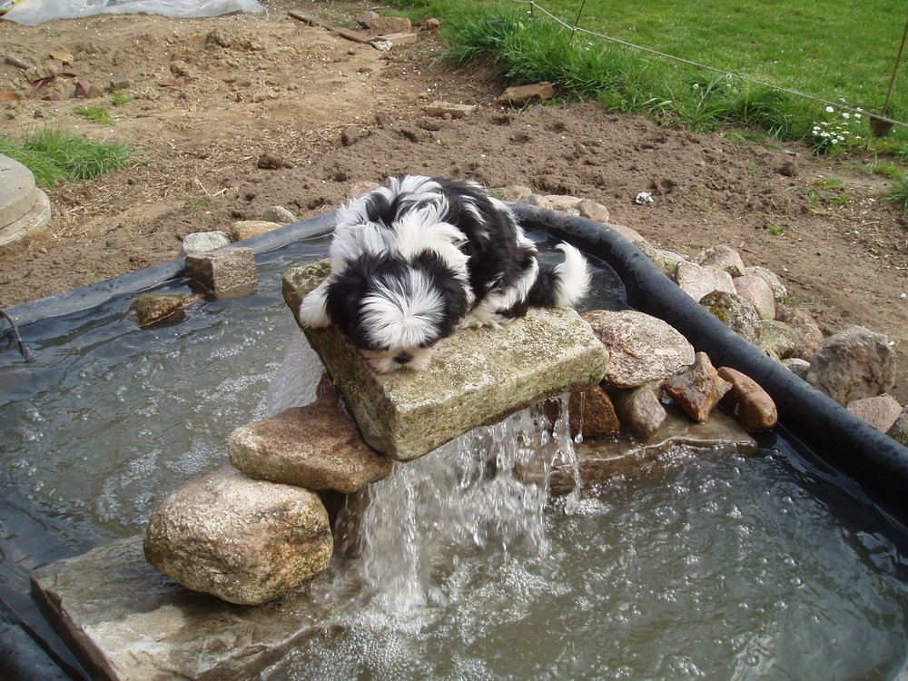 Hund Shih Tzu