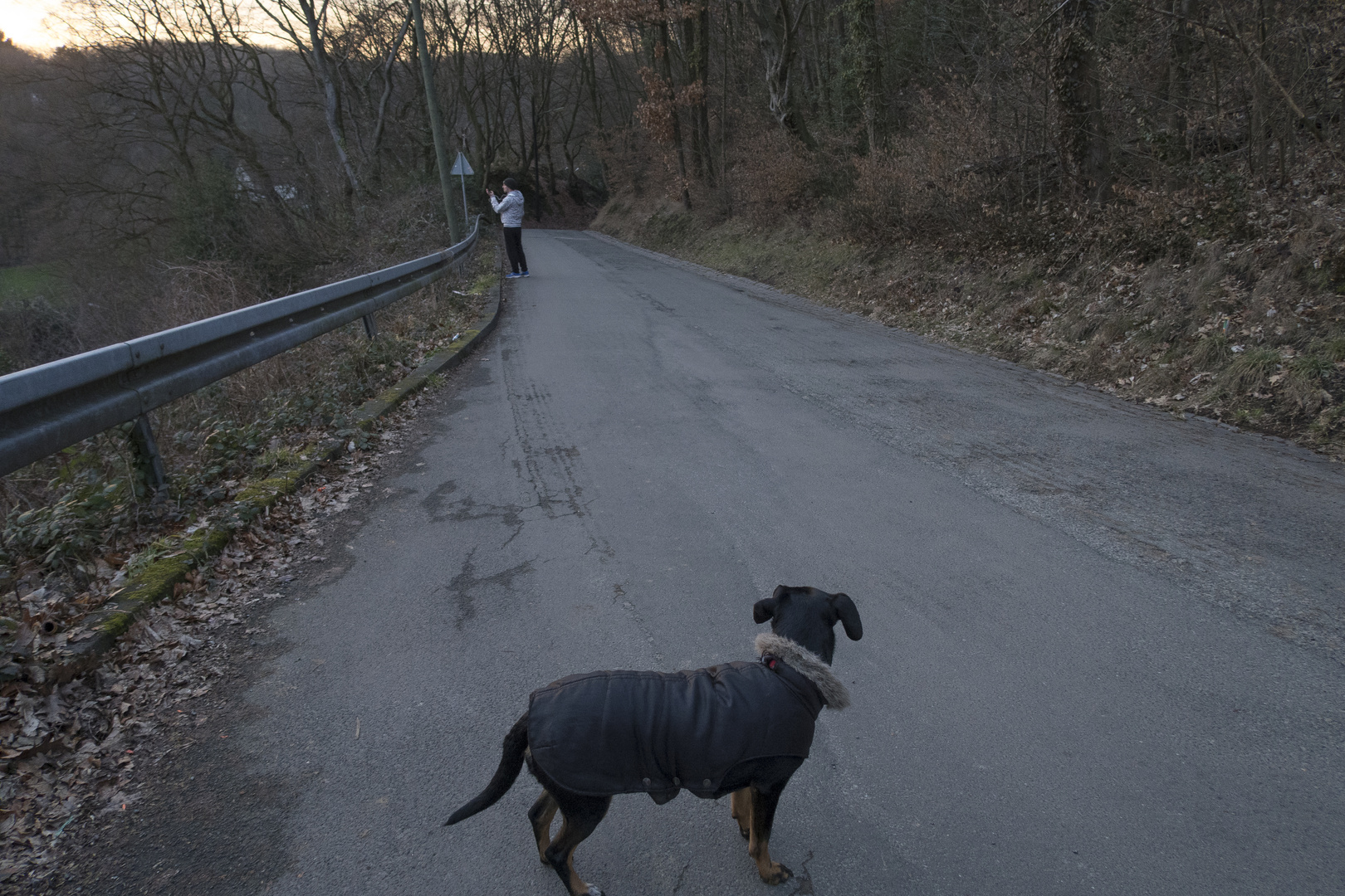 Hund siehts gelassen: Person mit Smartphone in Vorhalte frühabendlich auf leitbeplankter Straße.