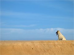 Hund sitzt am Strand und guckt...