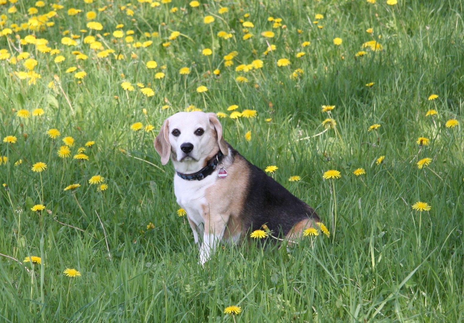 Hund sitzt in einer Frühlingwiese