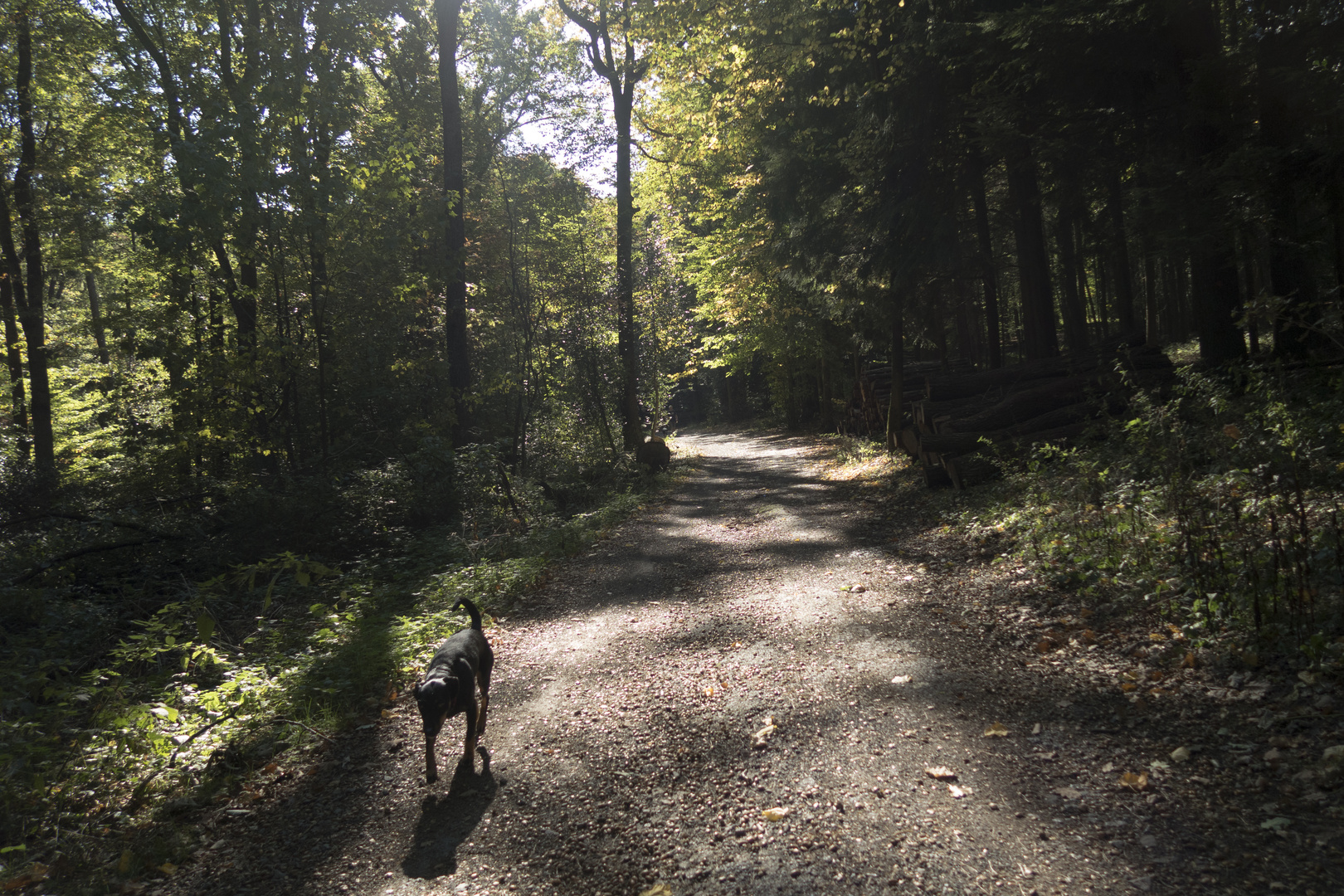 Hund so: "Was war heute vor einem Jahr nochmal?"