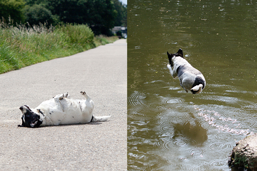 Hund soll spazieren = fällt tot um. Hund am Wasser = lebt! Foto & Bild