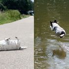 Hund soll spazieren = fällt tot um. Hund am Wasser = lebt!