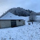 Hund spazieren und fotografieren