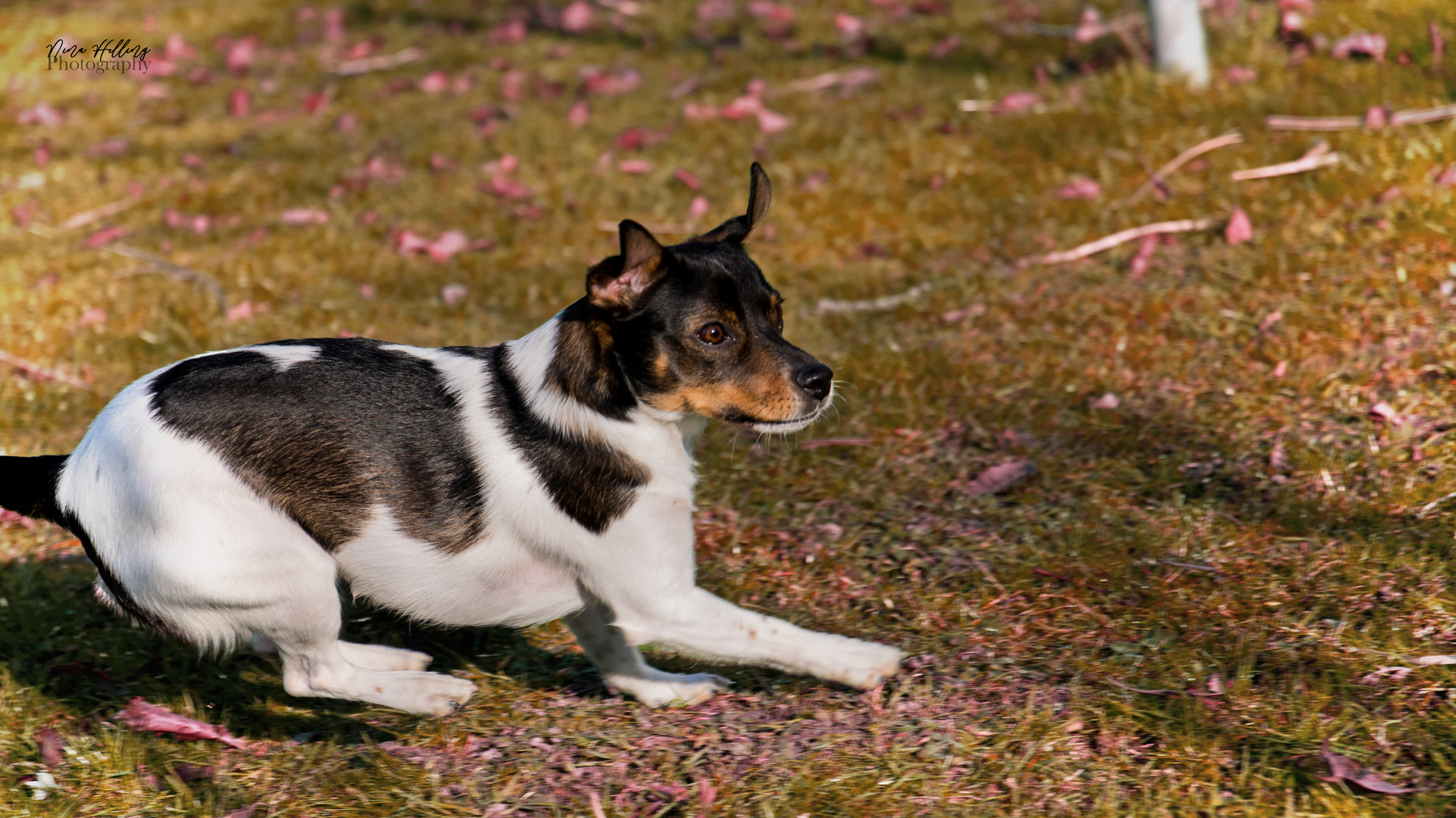 Hund spielt in Blumen